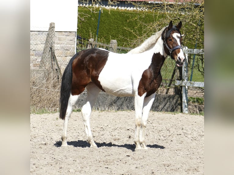 Weitere Warmblüter Stute 3 Jahre 170 cm Schecke in Borgentreich