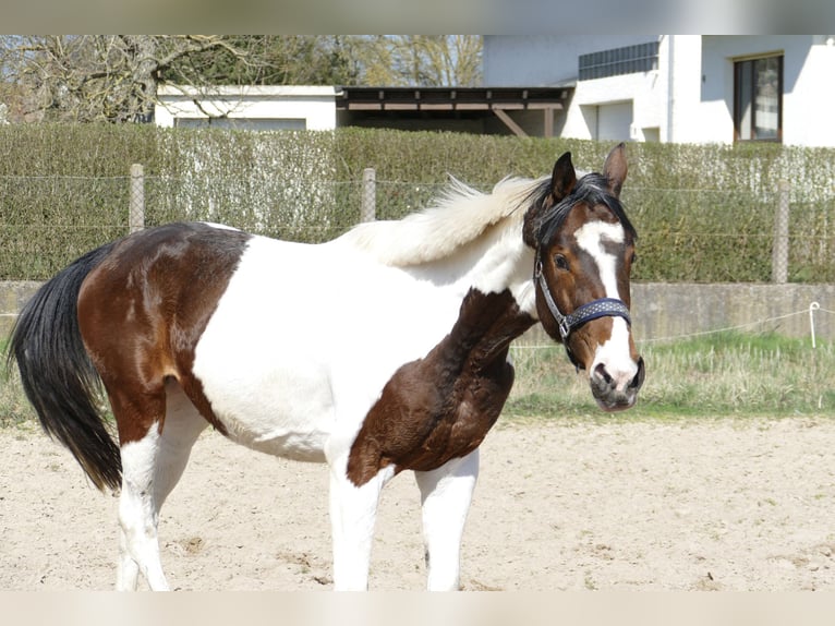 Weitere Warmblüter Stute 3 Jahre 170 cm Schecke in Borgentreich