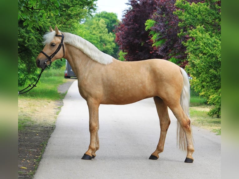 Weitere Warmblüter Stute 4 Jahre 145 cm Palomino in B&#xE9;k&#xE9;scsaba