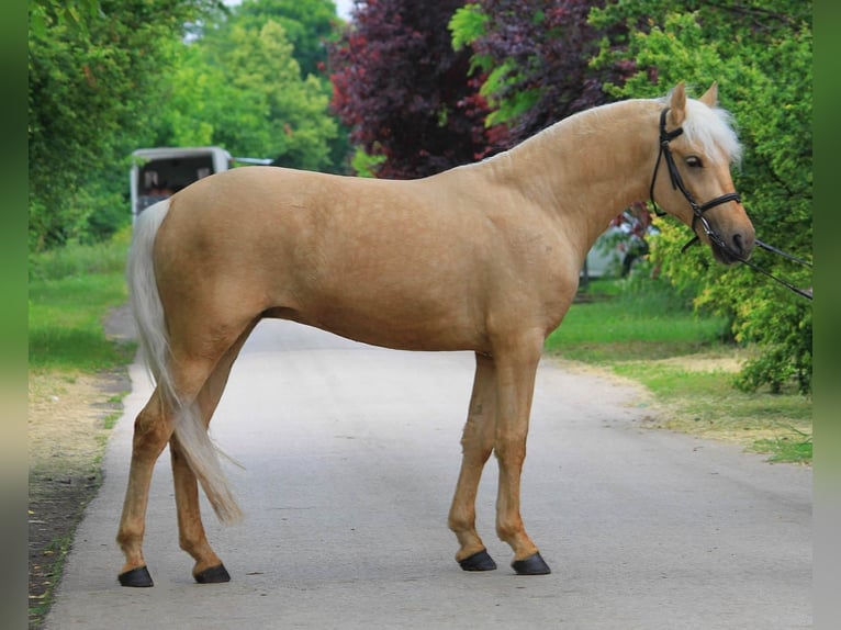 Weitere Warmblüter Stute 4 Jahre 145 cm Palomino in B&#xE9;k&#xE9;scsaba