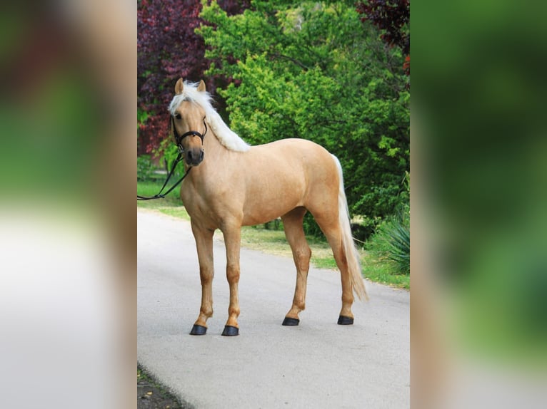 Weitere Warmblüter Stute 4 Jahre 145 cm Palomino in B&#xE9;k&#xE9;scsaba