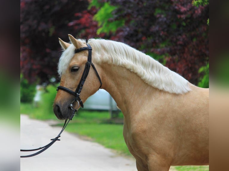 Weitere Warmblüter Stute 4 Jahre 145 cm Palomino in B&#xE9;k&#xE9;scsaba