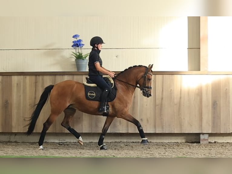 Weitere Warmblüter Stute 4 Jahre 147 cm Brauner in Oost West en Middelbeers