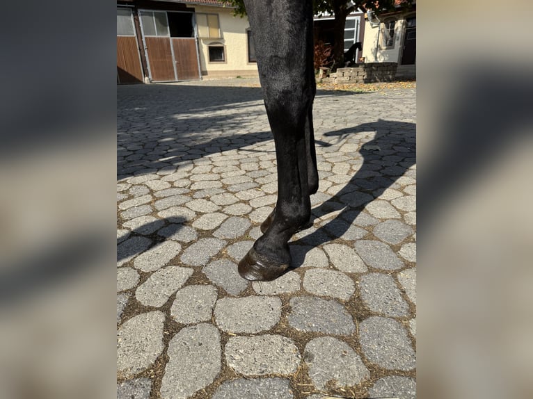 Weitere Warmblüter Stute 4 Jahre 147 cm Dunkelbrauner in Kaulille