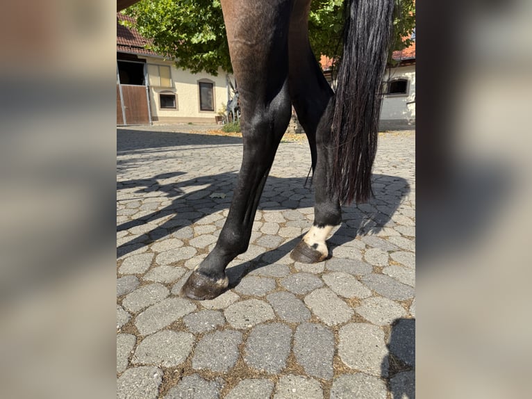 Weitere Warmblüter Stute 4 Jahre 147 cm Dunkelbrauner in Kaulille