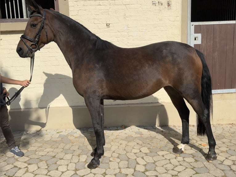 Weitere Warmblüter Stute 4 Jahre 147 cm Dunkelbrauner in Kaulille