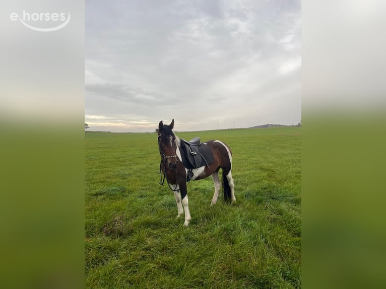 Weitere Warmblüter Stute 4 Jahre 148 cm Schecke in Nettersheim
