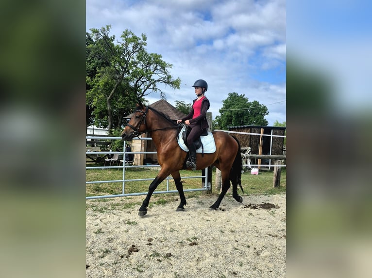 Weitere Warmblüter Mix Stute 4 Jahre 151 cm Brauner in Maissau