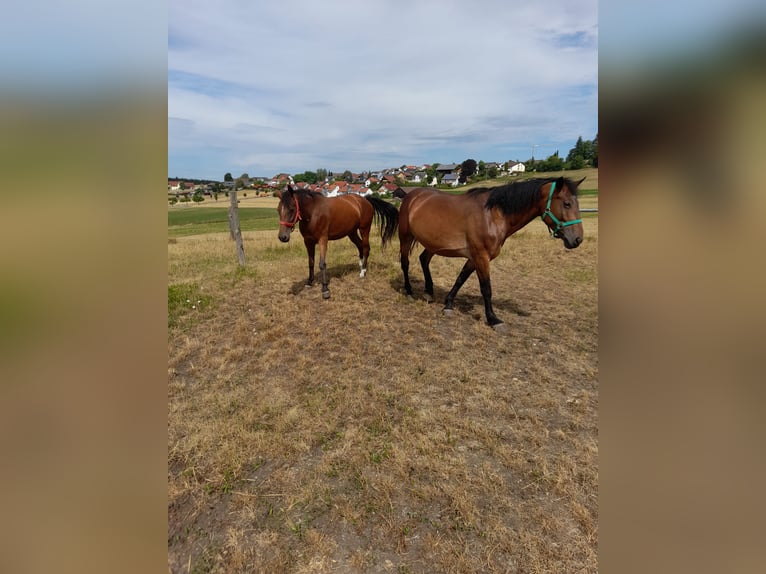 Weitere Warmblüter Mix Stute 4 Jahre 152 cm Brauner in Bad Saulgau
