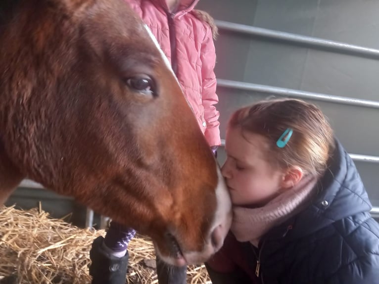 Weitere Warmblüter Stute 4 Jahre 152 cm Schecke in Wienhausen
