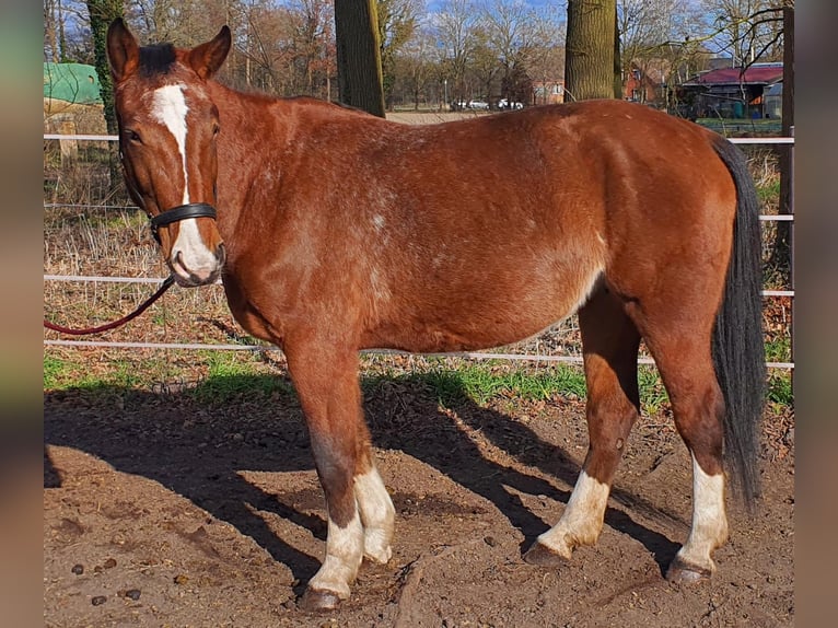 Weitere Warmblüter Stute 4 Jahre 152 cm Schecke in Wienhausen