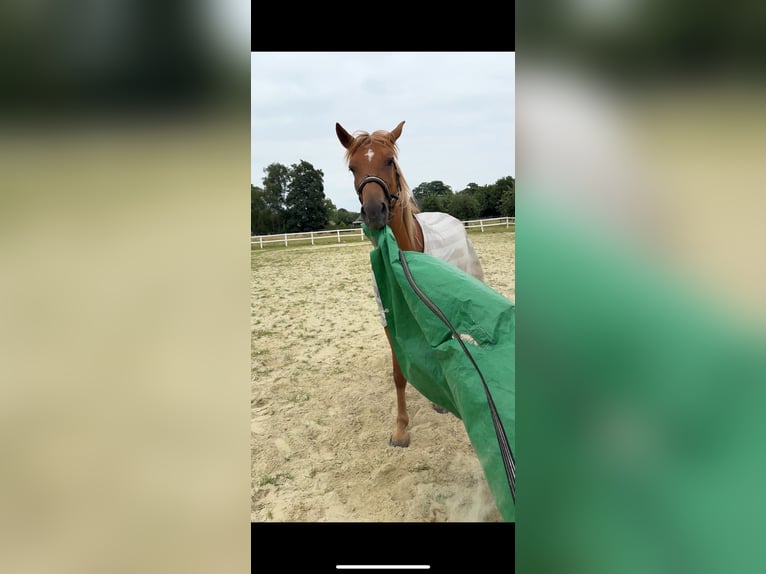 Weitere Warmblüter Mix Stute 4 Jahre 153 cm Fuchs in Xanten