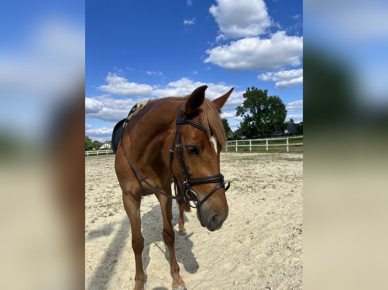 Weitere Warmblüter Mix Stute 4 Jahre 153 cm Fuchs in Xanten
