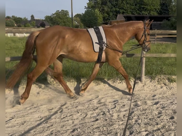 Weitere Warmblüter Mix Stute 4 Jahre 153 cm Fuchs in Xanten
