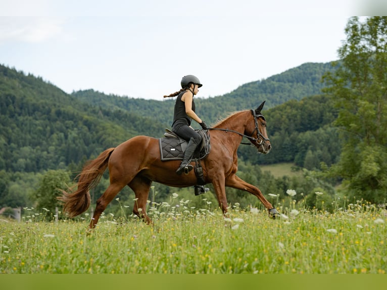 Weitere Warmblüter Mix Stute 4 Jahre 154 cm Fuchs in Rakek