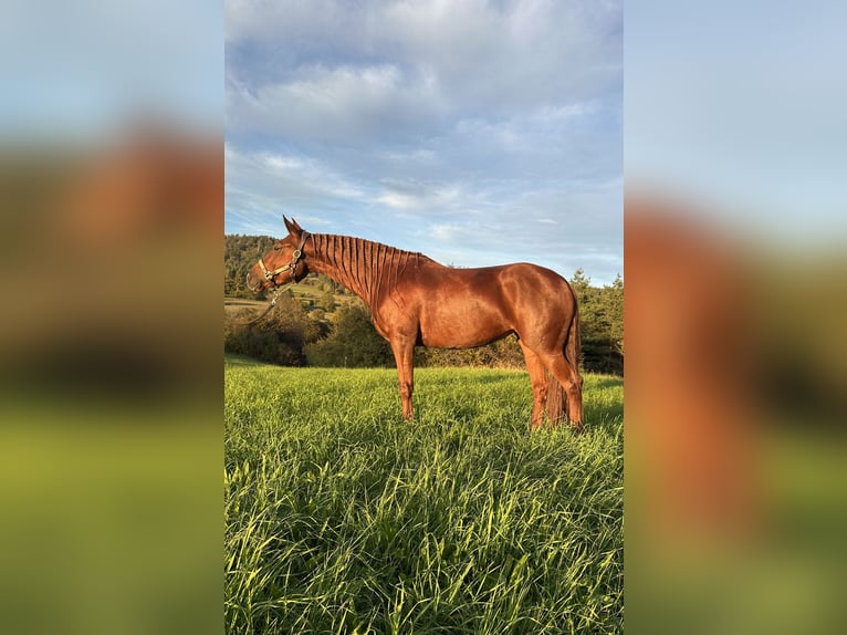 Weitere Warmblüter Mix Stute 4 Jahre 154 cm Fuchs in Rakek