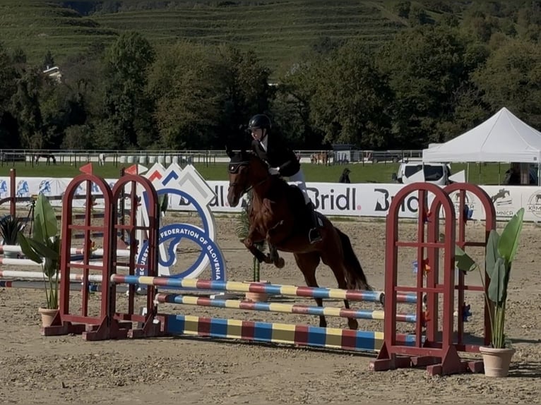 Weitere Warmblüter Mix Stute 4 Jahre 154 cm Fuchs in Rakek