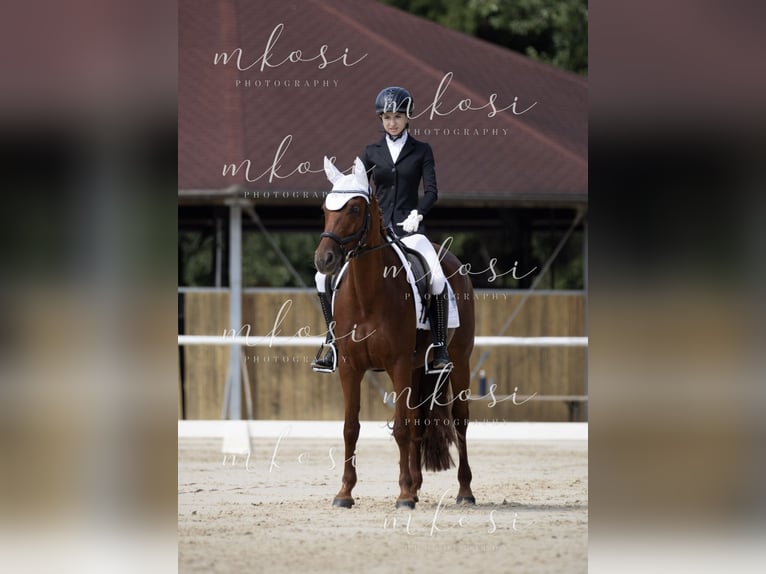 Weitere Warmblüter Mix Stute 4 Jahre 154 cm Fuchs in Rakek
