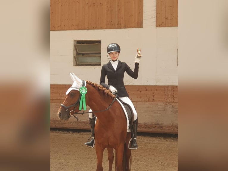 Weitere Warmblüter Mix Stute 4 Jahre 154 cm Fuchs in Rakek