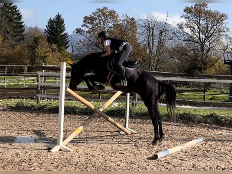 Weitere Warmblüter Stute 4 Jahre 155 cm Rappe in Bled