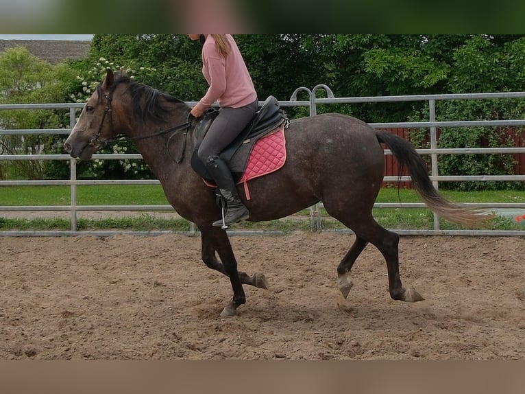 Weitere Warmblüter Stute 4 Jahre 155 cm Rappschimmel in Rudersdorf