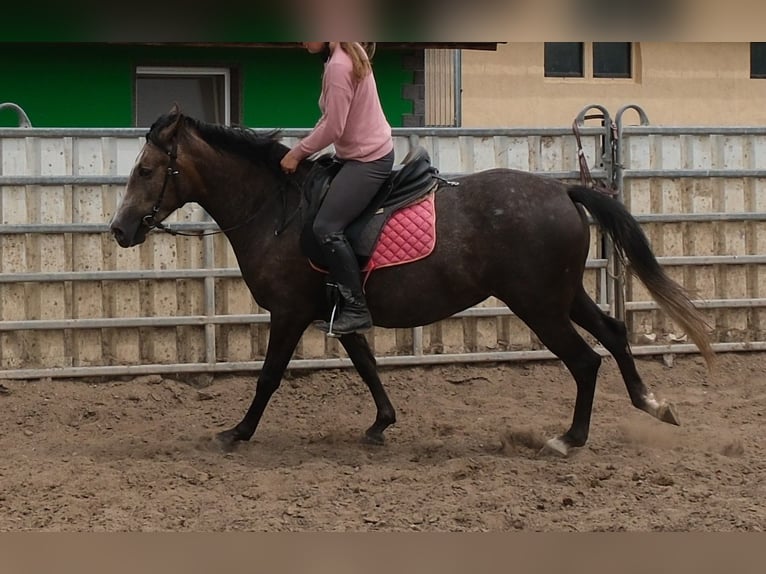 Weitere Warmblüter Stute 4 Jahre 155 cm Rappschimmel in Rudersdorf