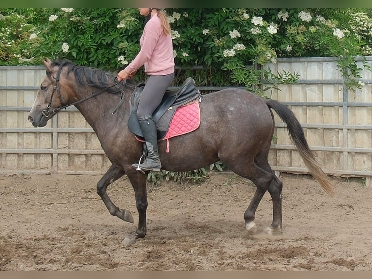 Weitere Warmblüter Stute 4 Jahre 155 cm Rappschimmel in Rudersdorf