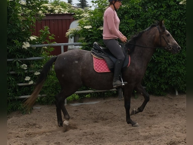 Weitere Warmblüter Stute 4 Jahre 155 cm Rappschimmel in Rudersdorf