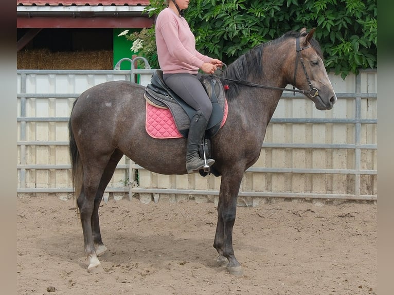 Weitere Warmblüter Stute 4 Jahre 155 cm Rappschimmel in Rudersdorf
