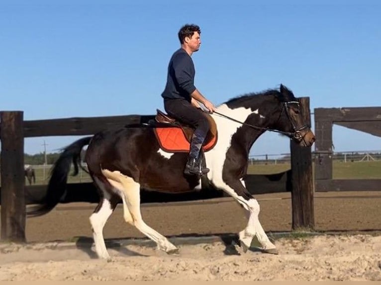 Weitere Warmblüter Mix Stute 4 Jahre 155 cm Schecke in Görlitz