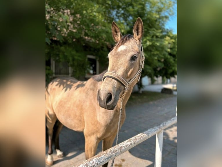 Weitere Warmblüter Mix Stute 4 Jahre 156 cm Buckskin in Erfurt