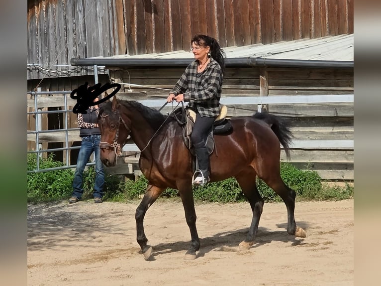 Weitere Warmblüter Stute 4 Jahre 156 cm Dunkelbrauner in Johanniskirchen, Habach 1