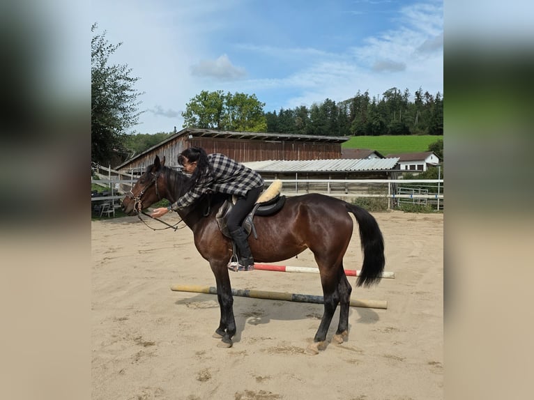 Weitere Warmblüter Stute 4 Jahre 156 cm Dunkelbrauner in Johanniskirchen, Habach 1
