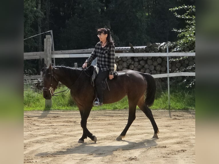 Weitere Warmblüter Stute 4 Jahre 156 cm Dunkelbrauner in Johanniskirchen, Habach 1