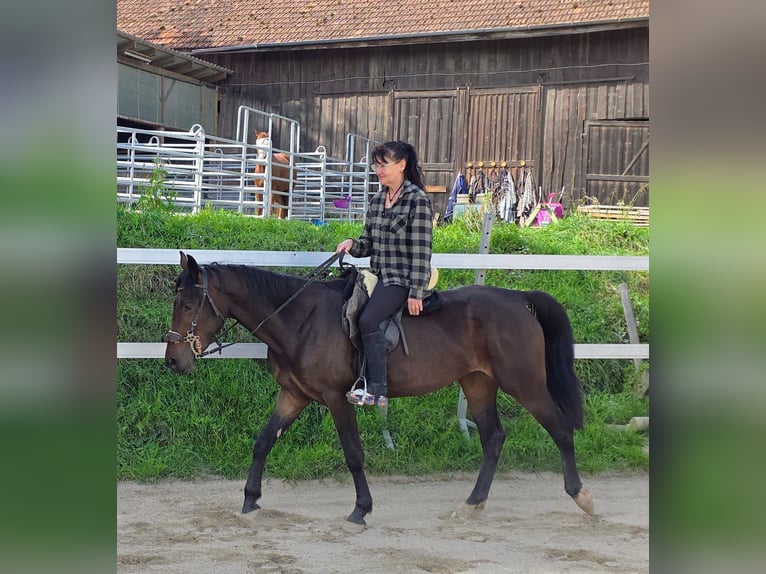Weitere Warmblüter Stute 4 Jahre 156 cm Dunkelbrauner in Johanniskirchen, Habach 1