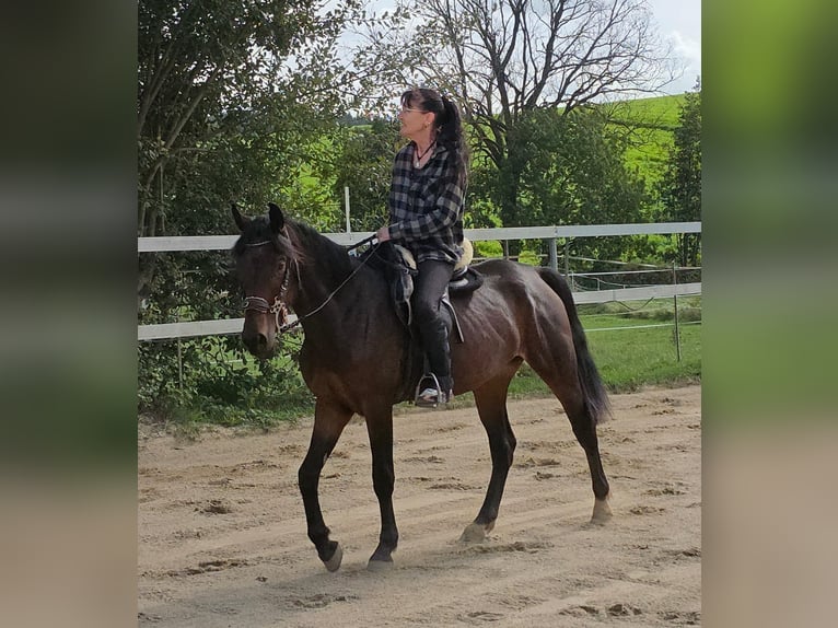 Weitere Warmblüter Stute 4 Jahre 156 cm Dunkelbrauner in Johanniskirchen, Habach 1