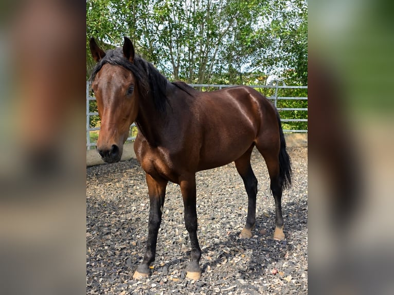 Weitere Warmblüter Stute 4 Jahre 156 cm Dunkelbrauner in Johanniskirchen, Habach 1