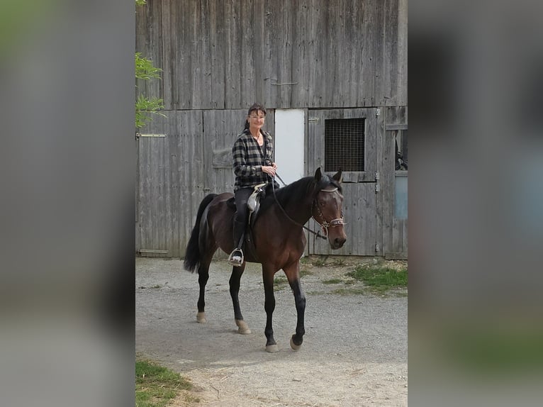 Weitere Warmblüter Stute 4 Jahre 156 cm Dunkelbrauner in Johanniskirchen, Habach 1