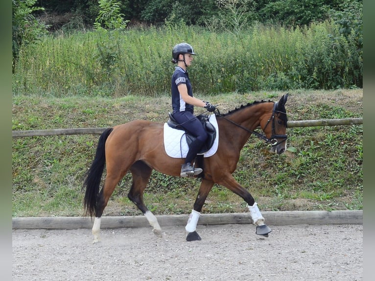 Weitere Warmblüter Stute 4 Jahre 158 cm  in Wellheim