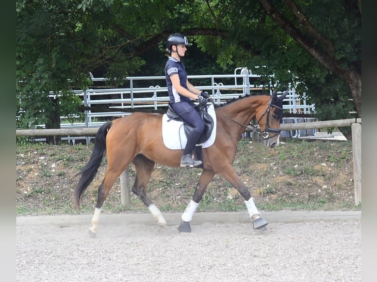 Weitere Warmblüter Stute 4 Jahre 158 cm  in Wellheim