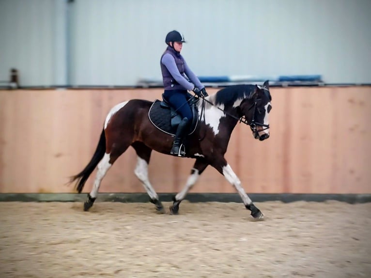 Weitere Warmblüter Stute 4 Jahre 159 cm Schecke in Chełmno