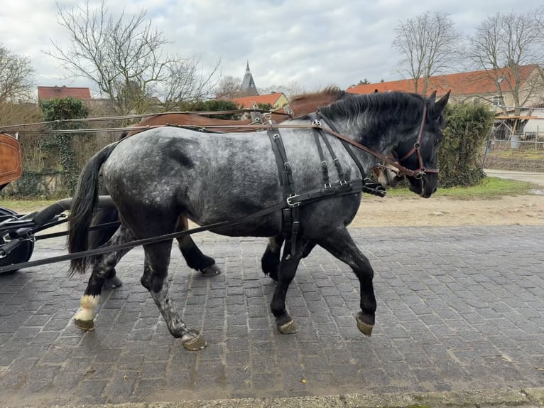 Weitere Warmblüter Stute 4 Jahre 160 cm Blauschimmel in Gleina