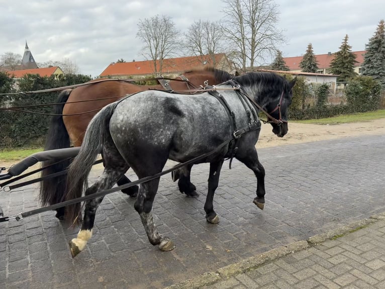 Weitere Warmblüter Stute 4 Jahre 160 cm Blauschimmel in Gleina