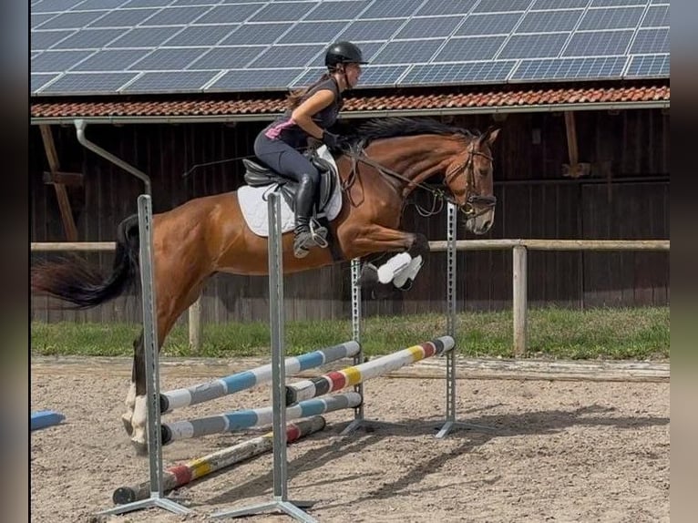 Weitere Warmblüter Stute 4 Jahre 160 cm  in Wellheim