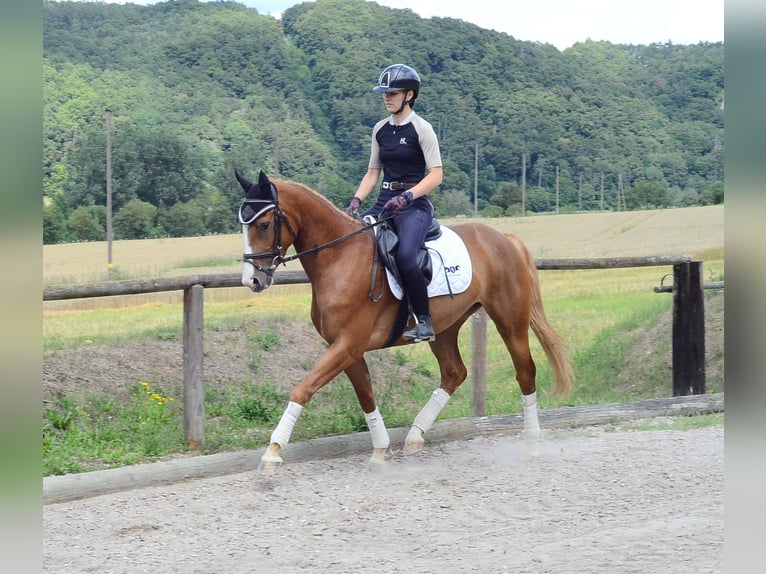 Weitere Warmblüter Stute 4 Jahre 160 cm Fuchs in Wellheim