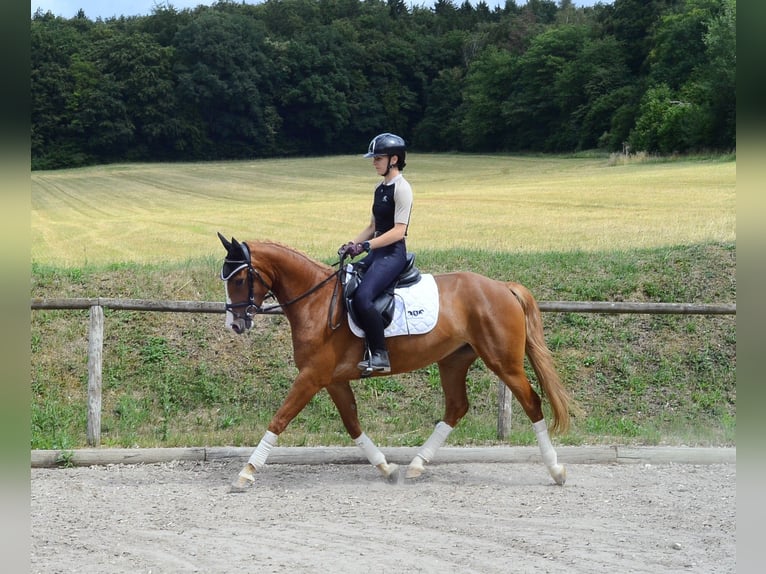 Weitere Warmblüter Stute 4 Jahre 160 cm Fuchs in Wellheim
