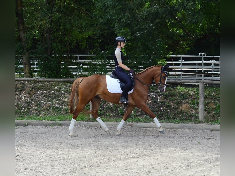 Weitere Warmblüter Stute 4 Jahre 160 cm Fuchs in Wellheim