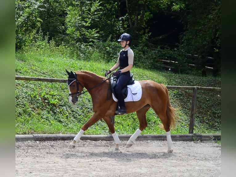 Weitere Warmblüter Stute 4 Jahre 160 cm Fuchs in Wellheim