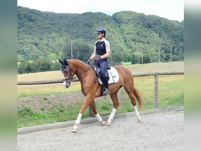 Weitere Warmblüter Stute 4 Jahre 160 cm Fuchs in Wellheim