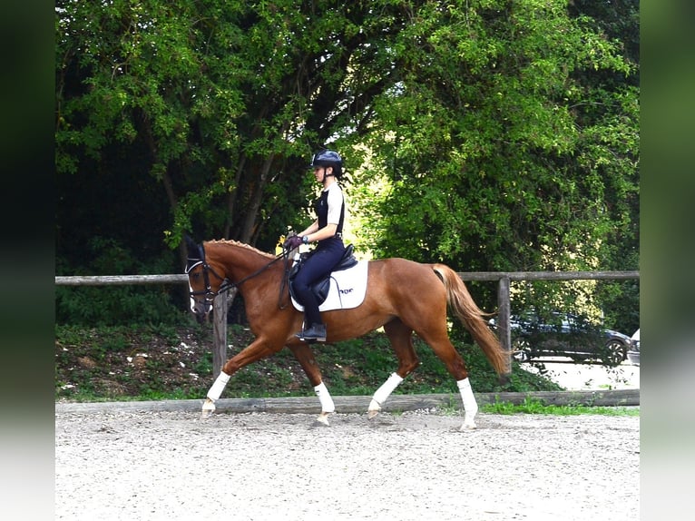 Weitere Warmblüter Stute 4 Jahre 160 cm Fuchs in Wellheim